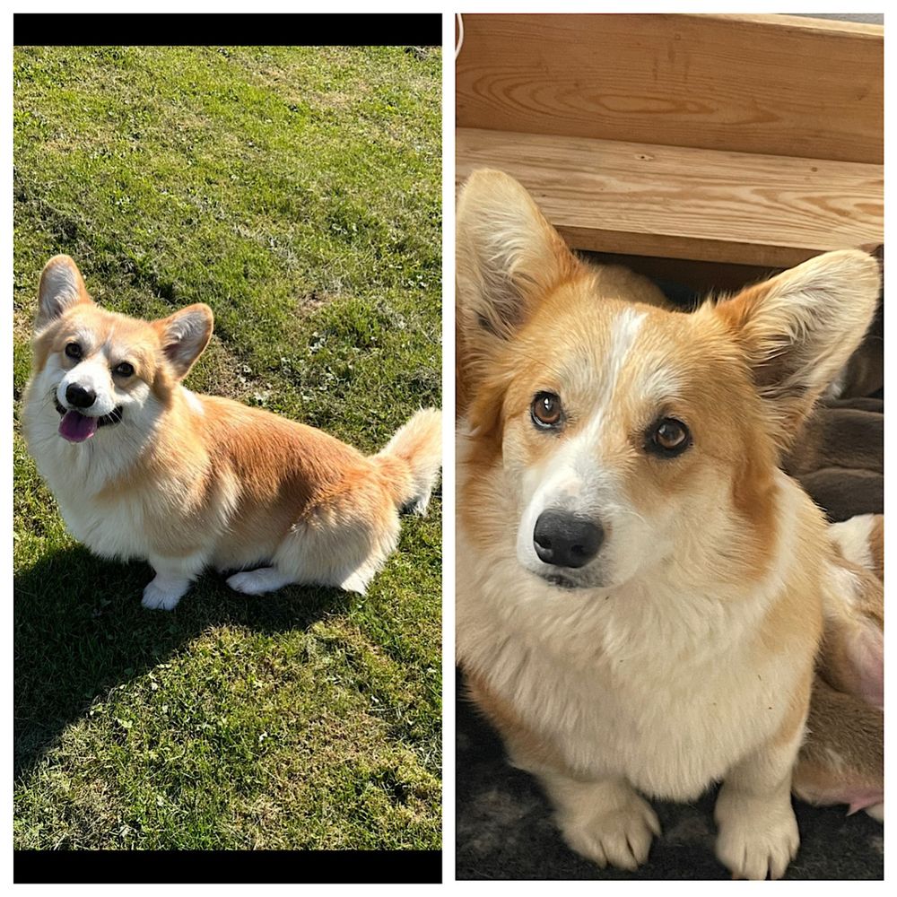 Welsh Corgi Pembroke  ZKwP