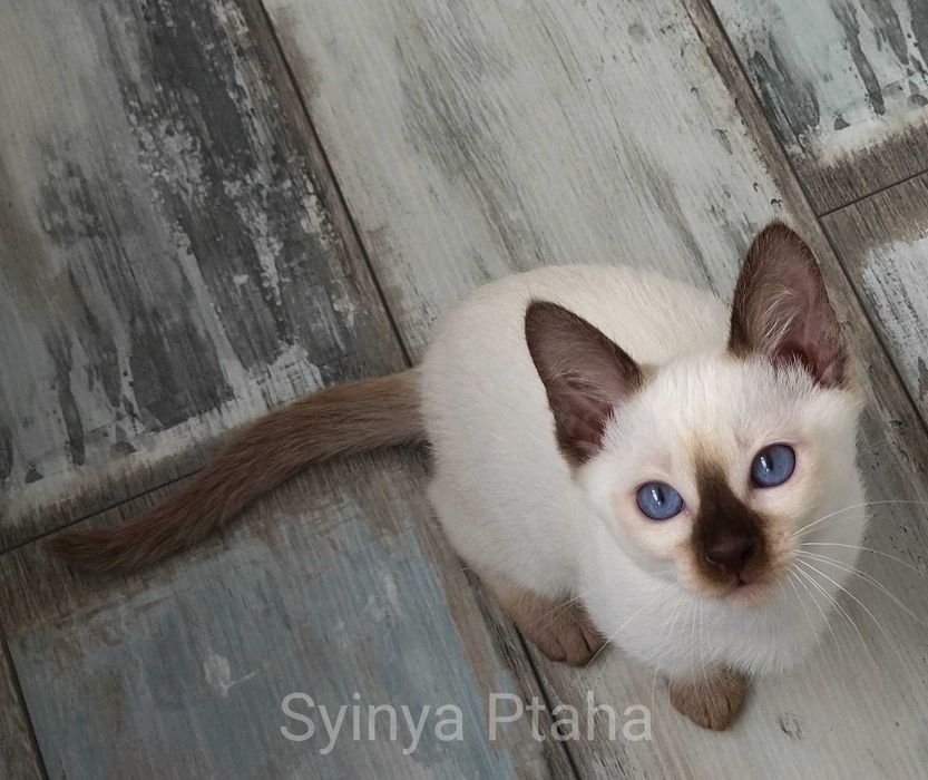 Тайский котёнок, синеглазое чудо
