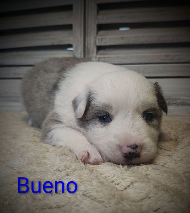 Border collie piesek Blue merle przebadani rodzice