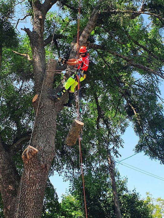 Зрізання аварійних дерев