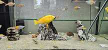 Pyszczak Yellow Labidochromis