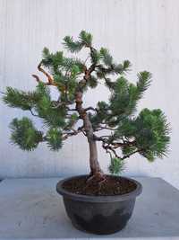 Bonsai Pinus Pinea