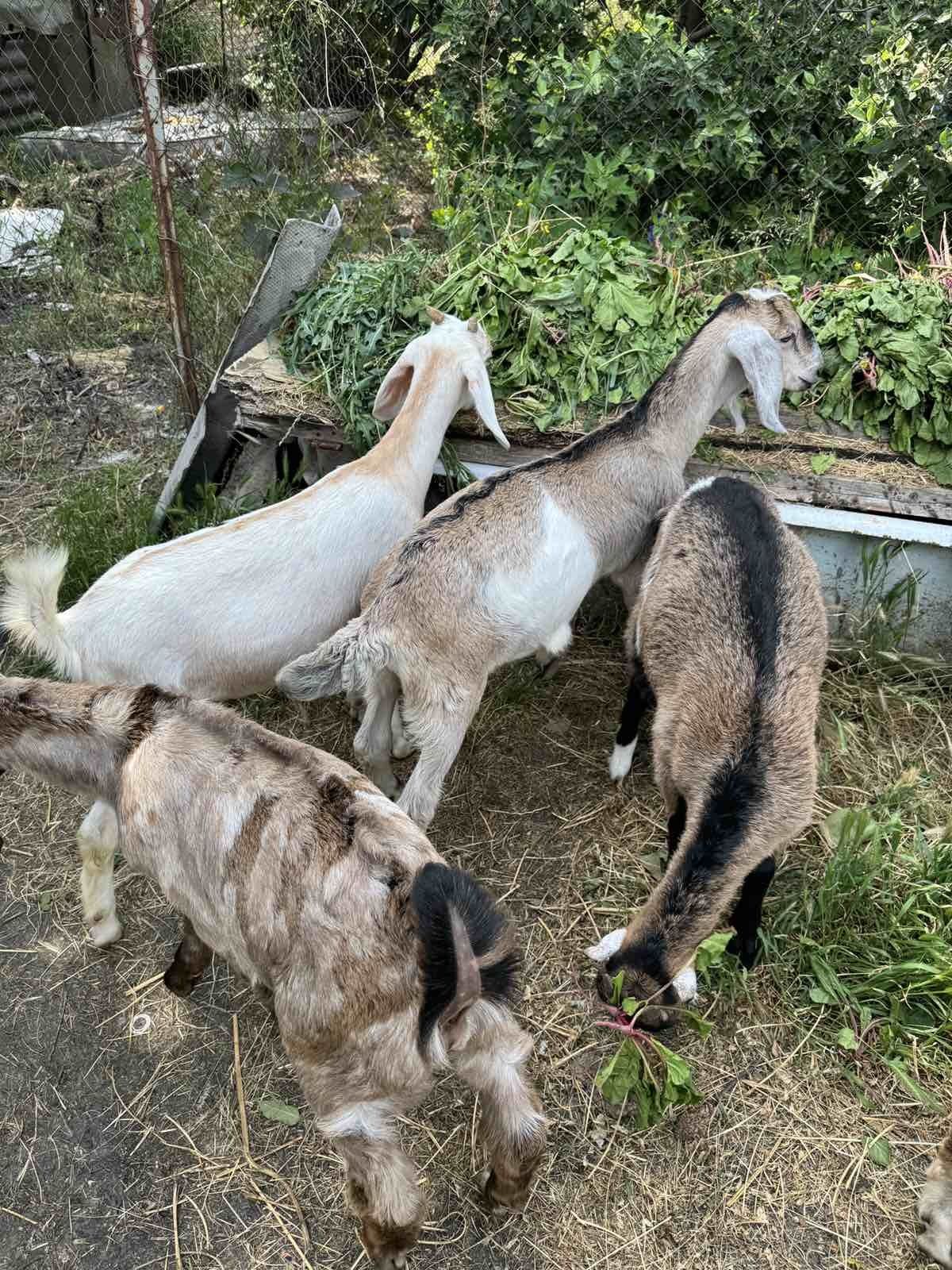 Козенята Цапик Каморі