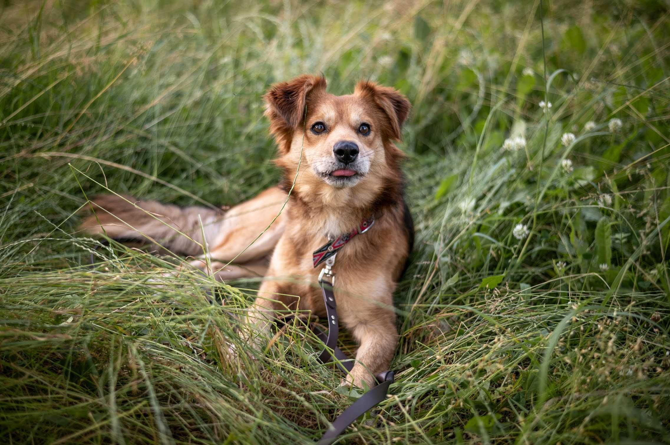 Śliczny Sprite do adopcji!