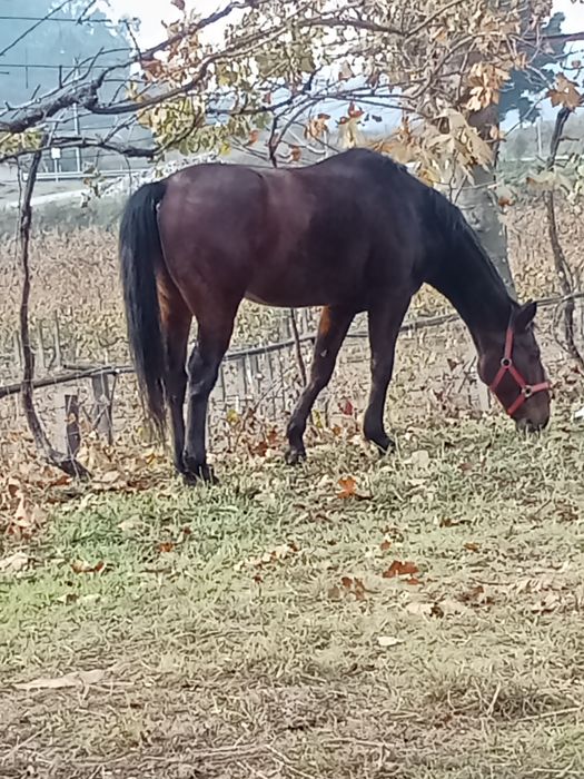Cavalo castrado cruzado