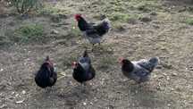 Ovos galados AUSTRALORP.