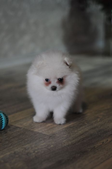 Белоснежная мини девочка