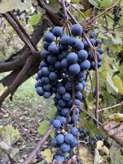 Sprzedam ekologiczne czarne winogrono na wino