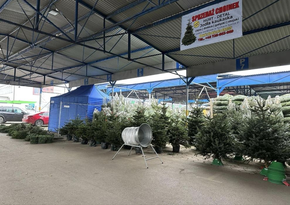 Jodła Kaukaska Choinka/Choinki Importer HURT/DETAL