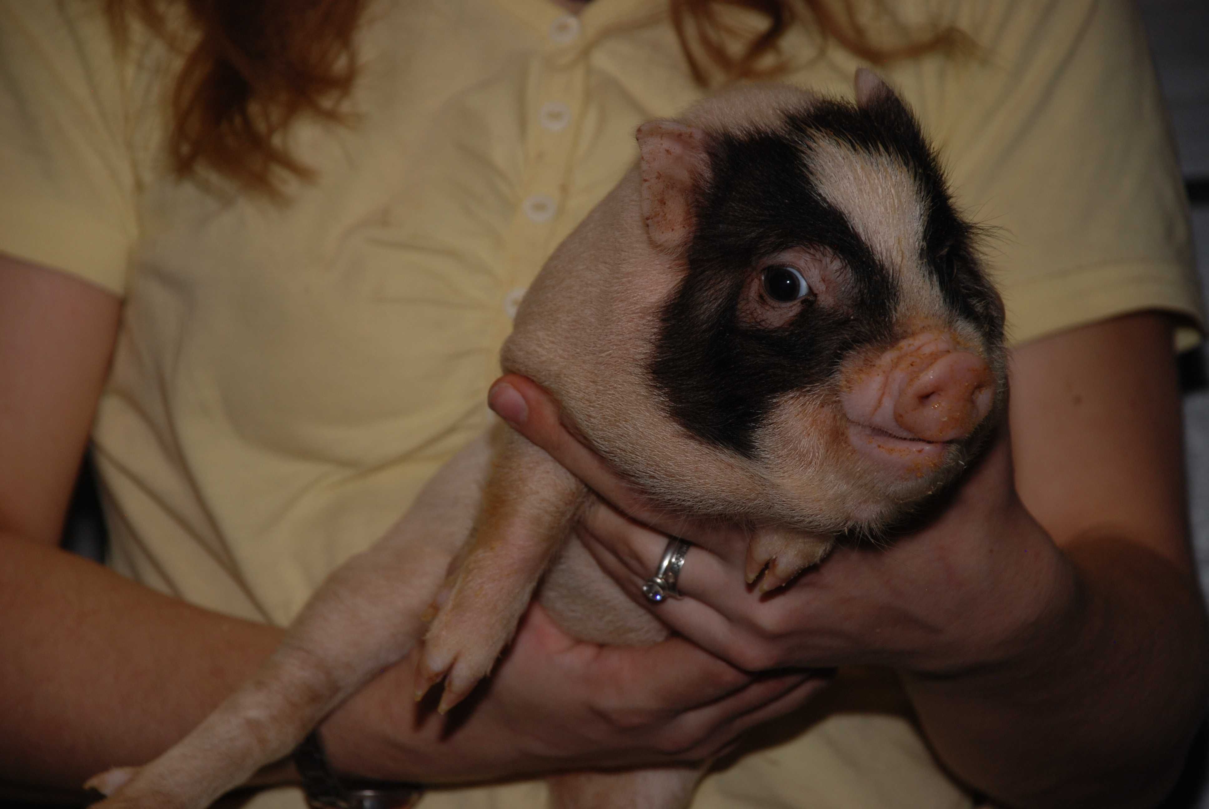 Мини пиг,  Пепа mini pig, карликовая свинка
