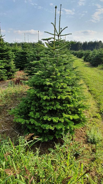 Jodła Kaukaska z plantacji cięta lub w donicy - tuchoinki.pl PLANTACJE