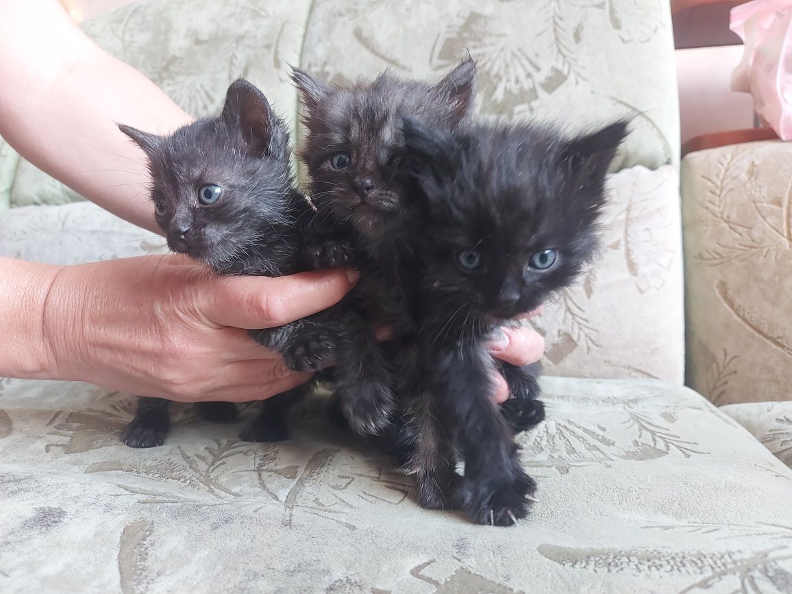 Віддам в добрі руки кошенят