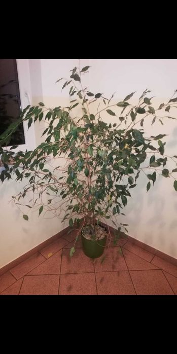 Benjamina. Duży. Oddam