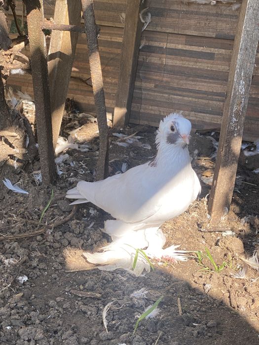 Golebie ozdobne dwie pary