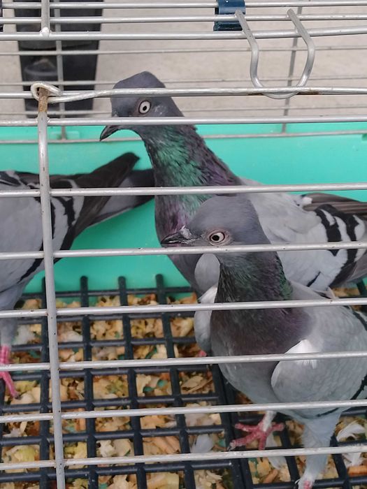 Sprzedam wiedeńskie