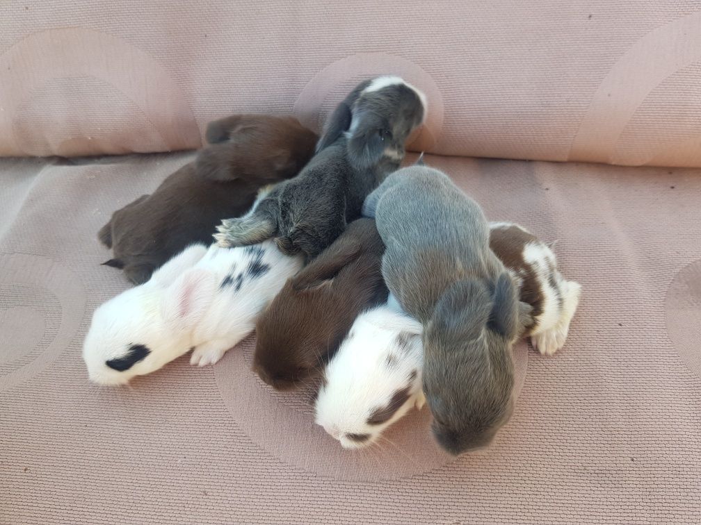 Królik mini lop (baranek) miniaturka pozostały 2 szt