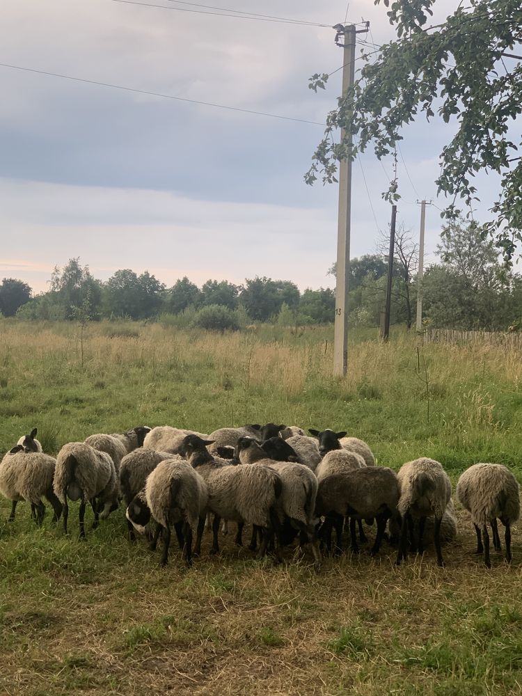 Вівці, овечки, барани романівські