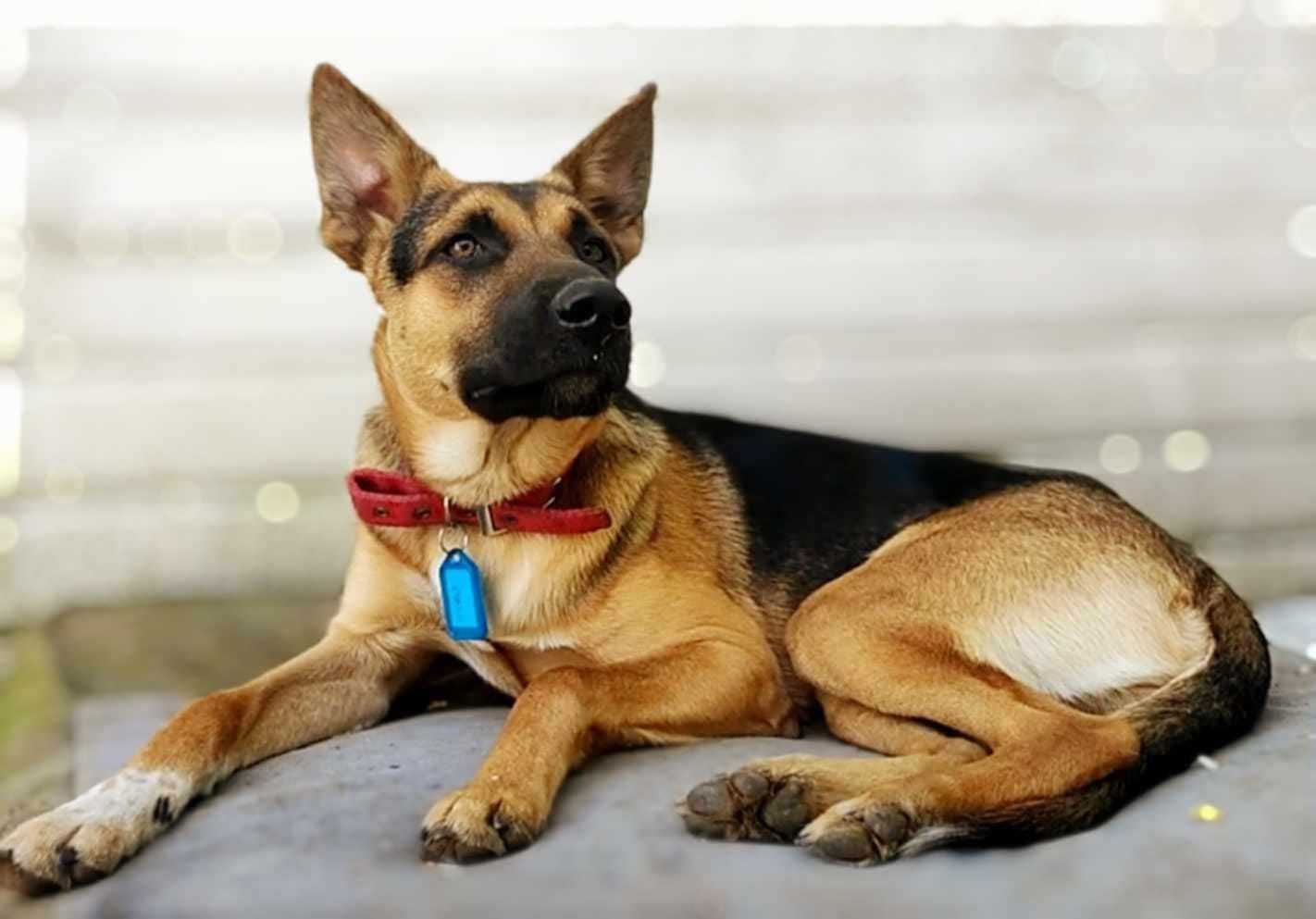 HUGO - piękny ''owczarek'' szuka świadomego Domu :)