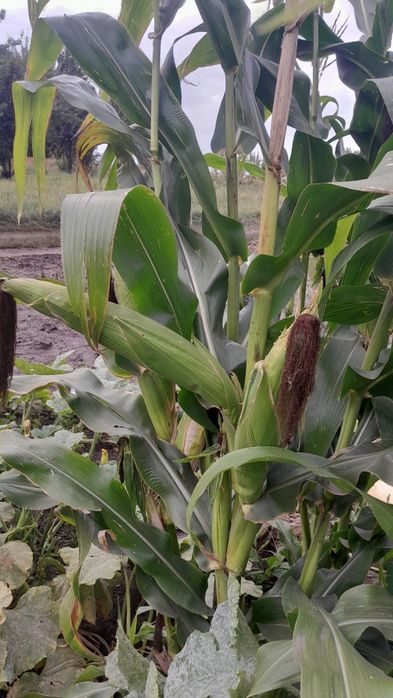 Семена кукурузы .