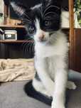 Gatos com 2 meses
