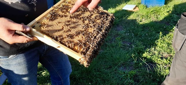 Pszczoły, rodziny pszczele, rodziny pszczele z ulami, ule, pasieka