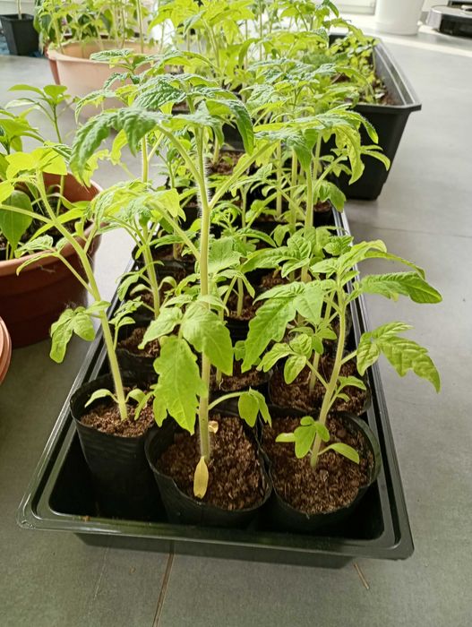 Pomidor sadzonka - zamówienia na 2026 rok