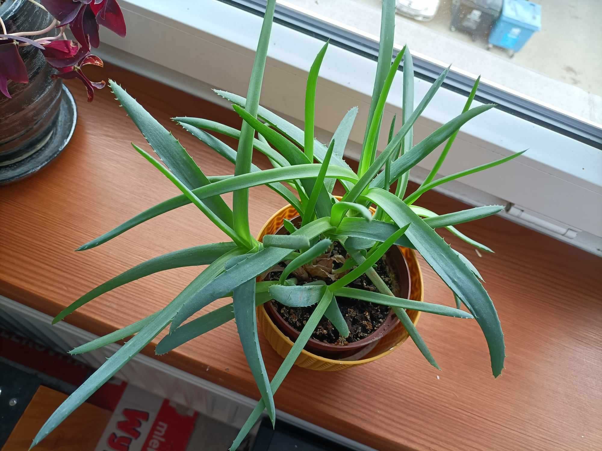 Aloes vera 2 sztuki