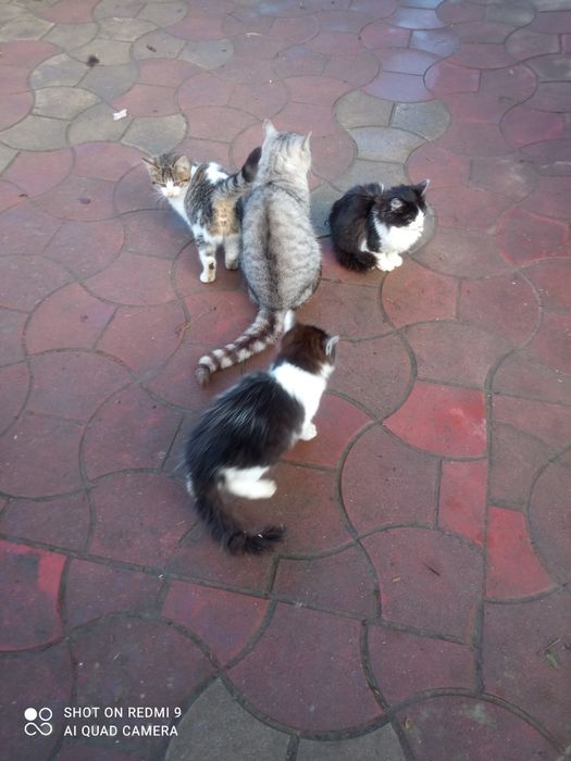 Oddam za darmo młode koty