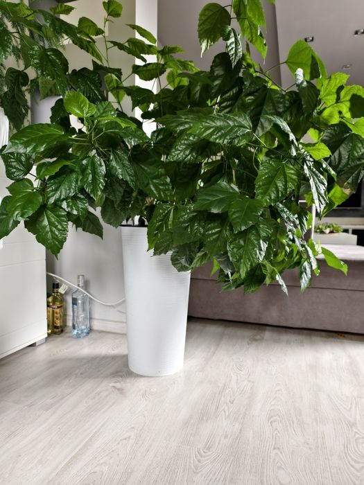 Róża chińska (hibiskus domowy) czerwony kwiat