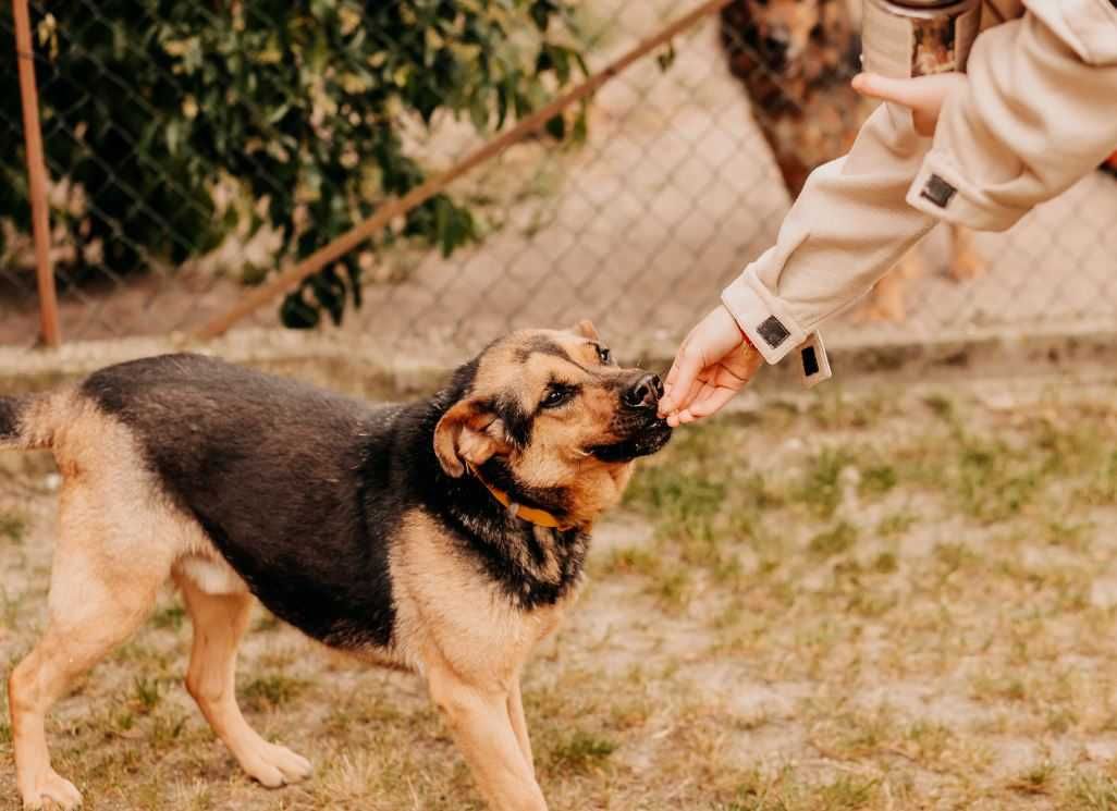 Młodziutki, nieco nieśmiały psiak szuka cudownego domu!!!