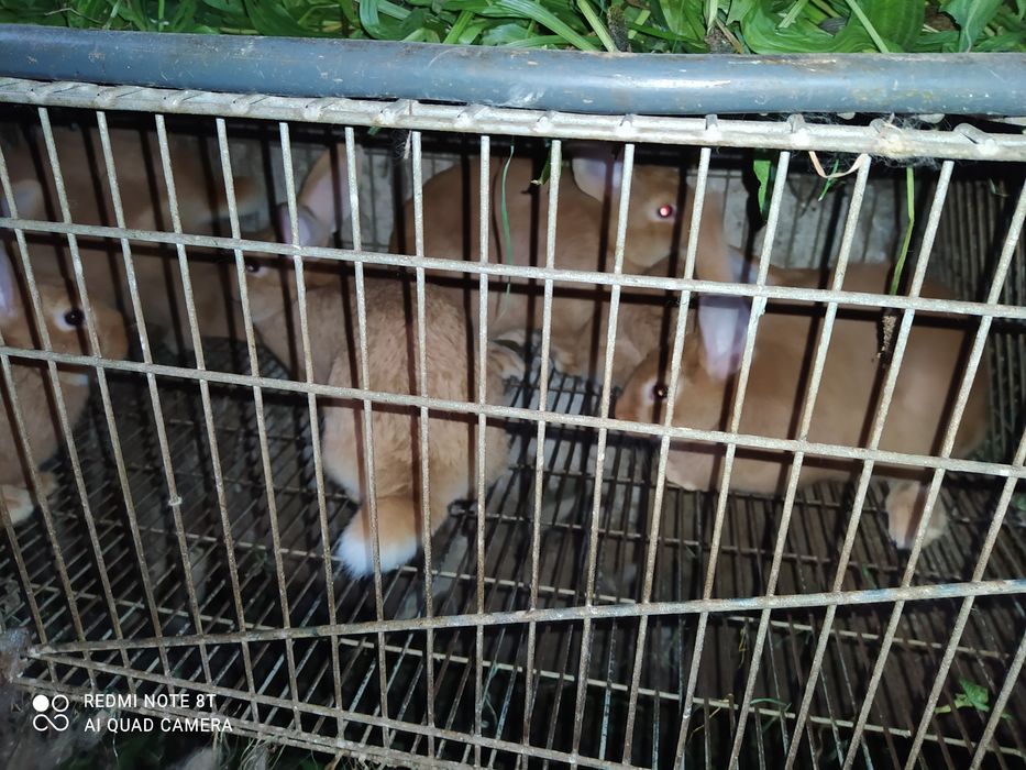 Coelhos para venda