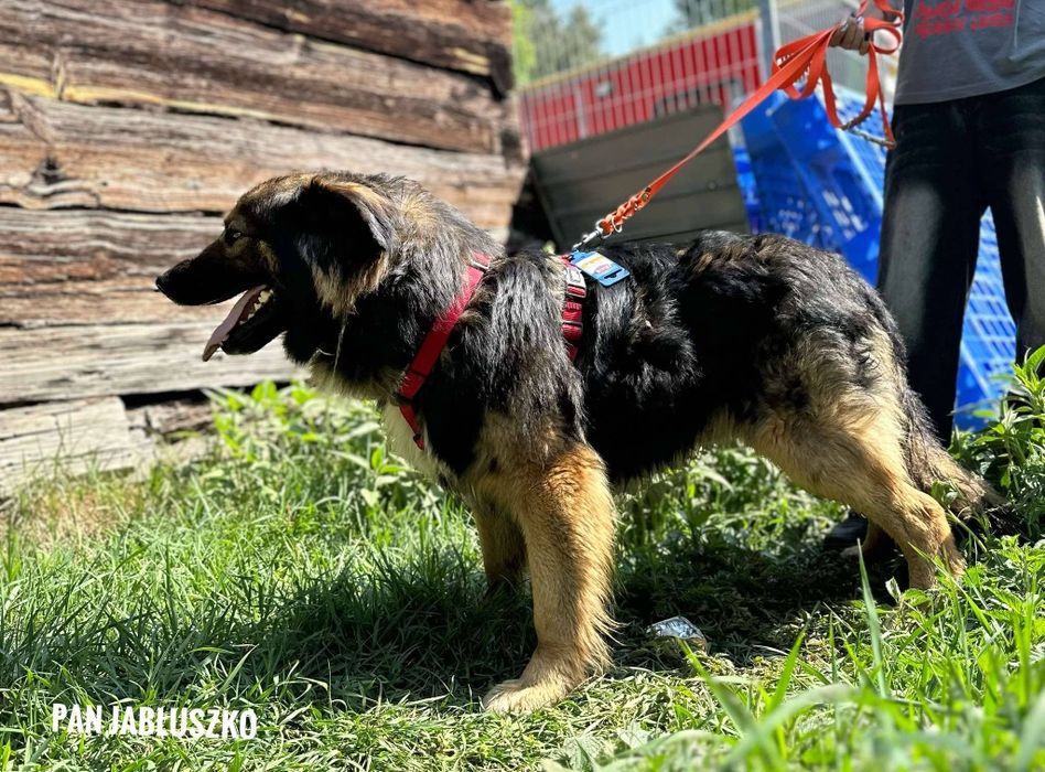 4 letni, 25 kg, w typie owczarka niemieckiego, adopcja za darmo oddam