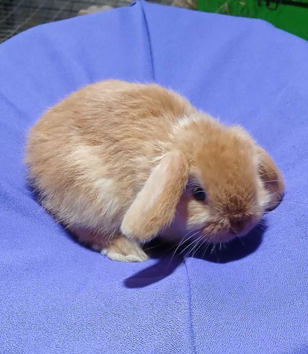 Декоративний кролик, висловухий карлик.