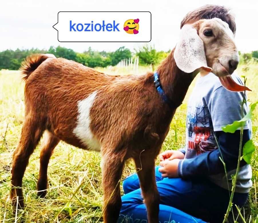 Koza anglonubijska 100% z rodowodem PSHKA , kózka rodzice NOG