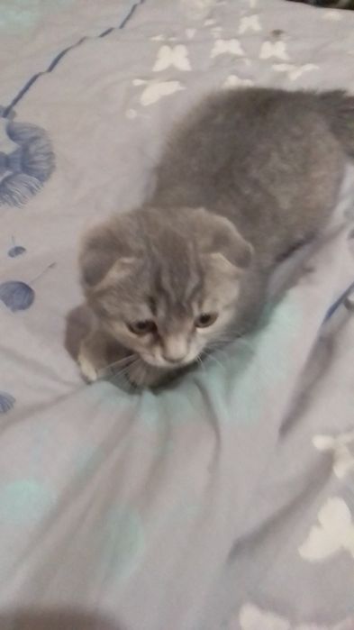 Продам шотландське кошеня.