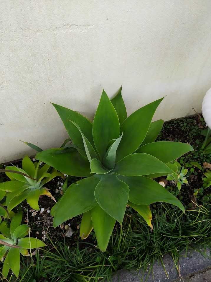 Agave attenuata ou Agave dragão