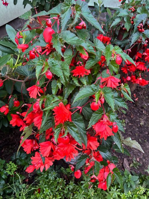 Begonia pendula wieloletni kwiat balkonowy