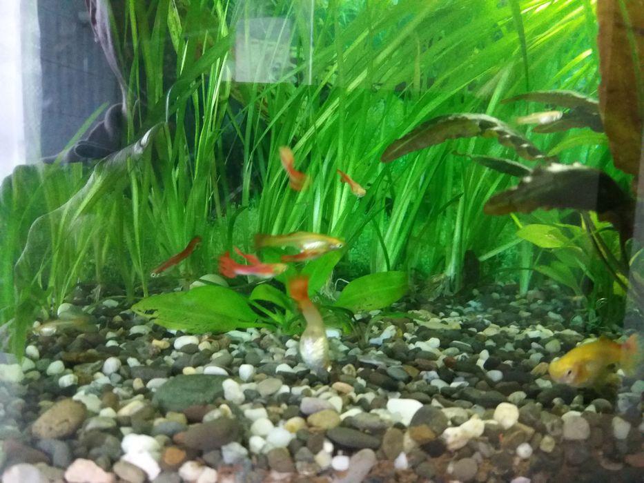 Анцитрус чистильщик и Гуппи