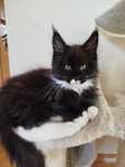 Ogromny Maine coon FPL