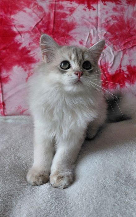 Шотландский котик блакитне золото ау11