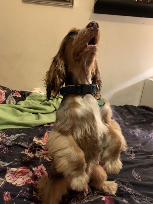 cocker spaniel angielski