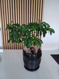 Drzewko bonsai - dwie sztuki