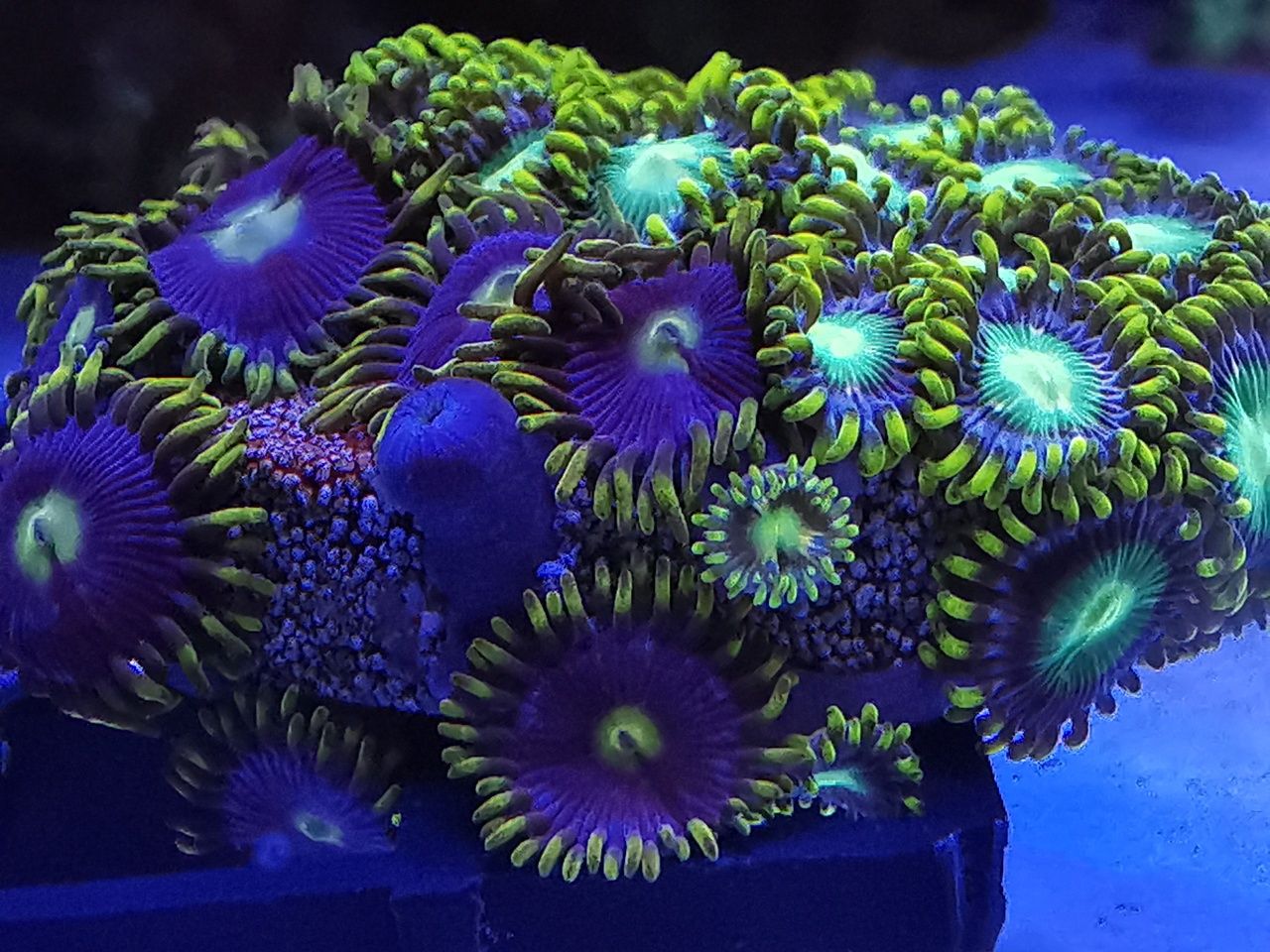 Koralowce: goniopora, euphyllia, zoanthus, caulastrea. Fitoplankton