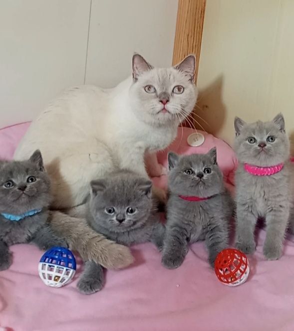 Котенок : Плюшевые комочки радости .