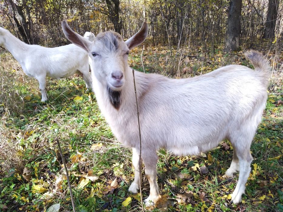 Продается козел 7 месяцев