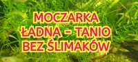 Moczarka - rośliny akwariowe