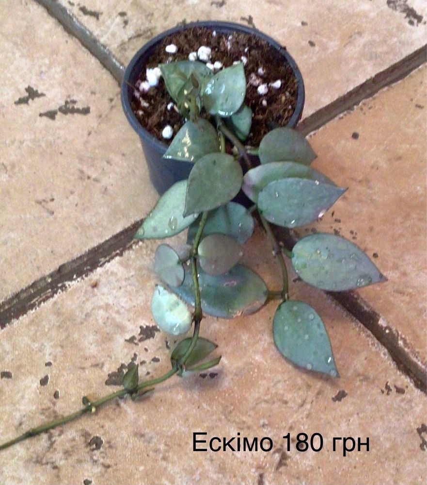 Хойі різних сортів