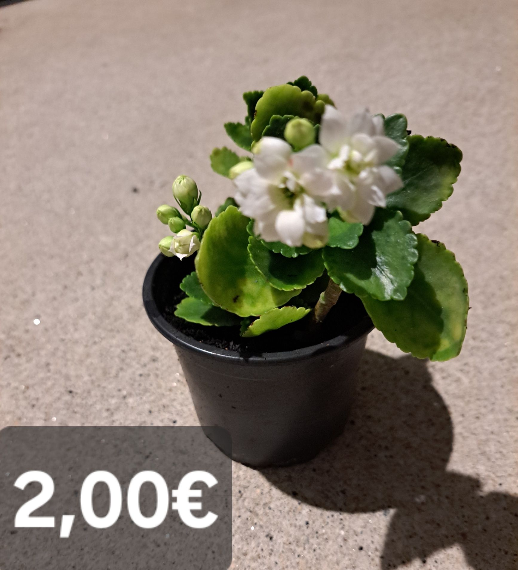 Plantas suculentas