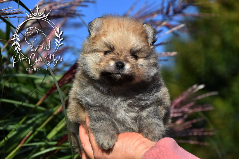 Szpic miniaturowy Pomeranian ZKwP