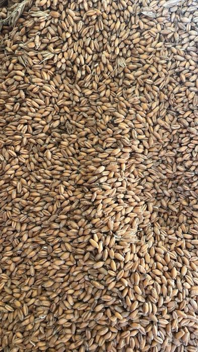 Przenzyto belcanto 1 rok przenica ponticus 1 rok po centrali